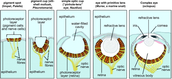 Fig. 3 - Levoluzione dellocchio: allinizio era solo un gruppo di cellule della pelle sensibili alla luce. Esseri che avevano queste cellule in un affossamento erano avvantaggiati, perche acquistavano un po di sensibilita alla direzione di arrivo della luce. Con il tempo apparvero cavita piu profonde, con solo una piccola apertura in cima. Occhi di questo tipo esistono ancora oggi, e sono molto simili alle macchine fotografiche senza lenti, con solo un foro (stenopeico). Cellule trasparenti hanno poi chiuso la cavita, in modo che si potesse riempire di un liquido, che poteva servire da lente per la messa a fuoco. Infine e comparsa una lente vera e propria, il cristallino.