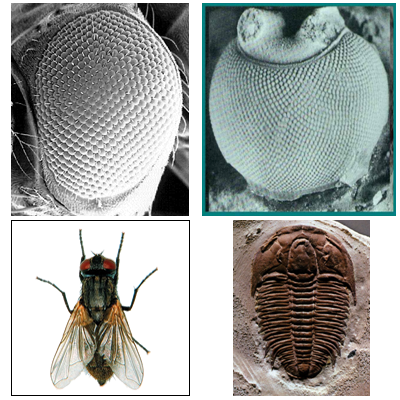 Fig. 4 - A sinistra locchio composto di una mosca, a destra locchio composto di una trilobite vissuta centinaia di milioni di anni fa. Ce una somiglianza straordinaria.