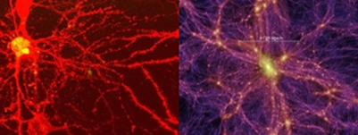 Fig. 1 - Neurone, a sinistra, vs ammasso di Galassie, a destra: una analogia suggestiva. Ma teniamo presente che un ammasso galattico e' circa 4x1028 volte piu' grande del soma (parte centale) di un neurone.