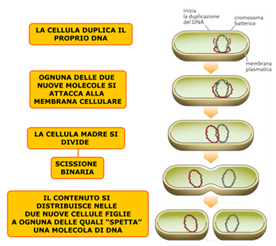 Fig. 3 - Divisione di una cellula batterica. Il DNA, circolare, comincia a replicarsi in due direzioni.