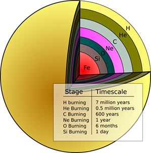 Fig. 2 - Struttura a 'cipolla' di una stella massiccia: il nucleo e` di ferro, negli strati superiori troviamo gli elementi via via  piu` leggeri. Nella tabella viene indicato il tempo-scala della durata di ogni fase del bruciamento.
