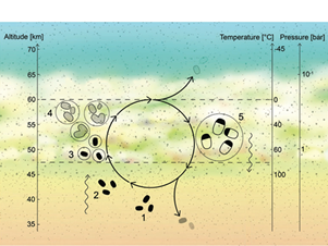 Fig. 5 - Un possibile ciclo di vita di un microbo su Venere. Alla giusta altezza, dove non fa tanto caldo, il microbo provoca intorno a se' la condensazione dell'acido solforico e del vapore acqueo presenti nell'atmosfera venusiana. Protetto da questa tuta spaziale, il microbo potrebbe vivere. Ma ben presto la gocciolina in cui vive si ingrossa, e la gravita' la fa cadere in basso, dove fa molto piu' caldo. La gocciolina evapora, e il suo ospite, se vuole sopravvivere, deve trasformarsi in spora e attendere che qualche corrente d'aria lo riporti piu' in alto, dove coagula un'altra gocciolina, si risveglia, germina e si puo' riprodurre (figura dall'articolo di Seager et al., arXiv:2009.0674).