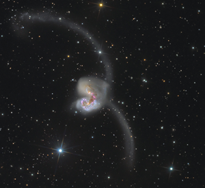 Fig. 4 - Le Antenne e' il nome di due celebri galassie spirali interagenti visibili nella costellazione del Corvo, note anche con le sigle di catalogo NGC 4038/4039 e C 60/61. Devono il loro nome alle due lunghe strutture filamentose che da esse si diramano verso l'esterno, formate da gas, polveri e stelle. Immagine e Crediti e Copyright: Acquisition and data reduction - Andrey Oreshko (Elena Remote Observatory),
Processing - Dietmar Hager (stargazer-observatory) - APOD del 29 aprile 2011.