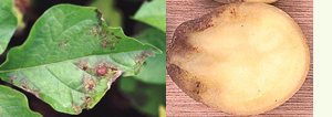 Fig. 5 - A sinistra: sintomi dell'infezione da Phytophthora infestans sulle foglie di patata. A destra: sintomi sulla patata.