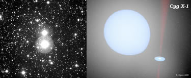 A sinistra: la regione di cielo di Cygnus X-1, il primo sistema binario
con un buco nero scoperto più di quarant’anni fa. Cygnus X-1 è la
stella più brillante al centro dell’immagine. La luce che si vede
proviene interamente dalla stella normale del sistema binario.
Immagine: Jerome Kristian, Carnegie Observatories, USA. A destra: disegno raffigurante il sistema di Cygnus X-1 come
apparirebbe da vicino. La grossa stella bianco-azzurra à la compagna
normale. Il buco nero à al centro del disco di gas in basso a destra.
Immagine: Dott. Robert Hynes, Louisiana State University, USA.