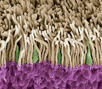 Fig. 3 - La retina di un occhio umano al microscopio elettronico rivestita da coni (in verde) e bastoncelli (in marroncino). In ogni occhio umano si trovano circa 6 milioni di coni e 120 milioni di bastoncelli che  lavorano in perfetta sincronia per garantirci una visione perfetta.